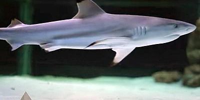 Brezilya'da bir çocuk köpekbalığı saldırısı sonucu öldü