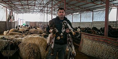 Depremde hayvanlarını kaybeden besici, devlet desteğiyle üretime devam ediyor