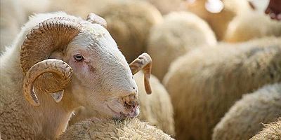 Hayvancılıkta yeni dönem: 150 bin küçükbaş ve faizsiz kredi desteği