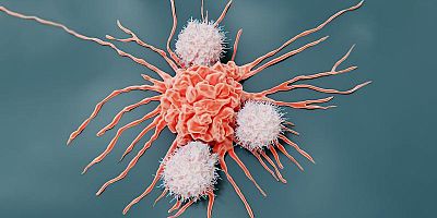 İspanya'da araştırmacılar farelerde pankreas kanserini tedavi etti