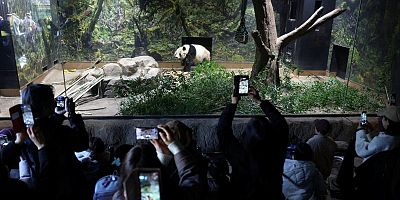 Japonya'da, Çin'e gönderilecek pandalara veda için binlerce kişi hayvanat bahçesine akın etti