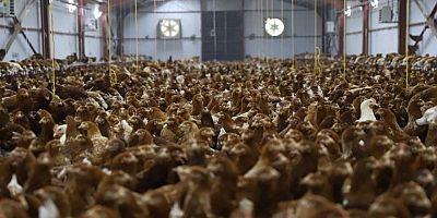 Kanatlı hayvan yetiştiriciliğinde teknik ve sağlık şartları belirlendi