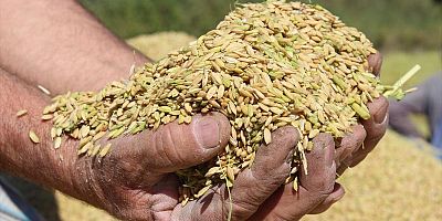 TMO, çeltik alım fiyatlarını belirledi