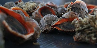 Türkiye'nin deniz salyangozu ihracatı 20,9 milyon doları aştı